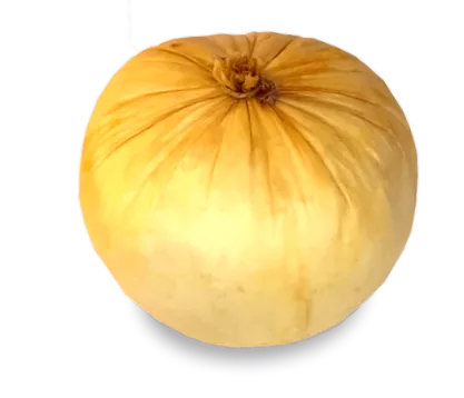 lacto