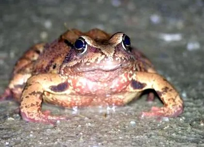 által