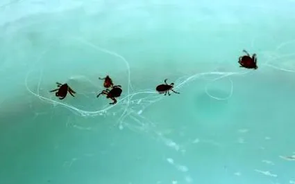 lyme-kór lyme-kór