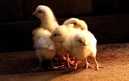 betegségei