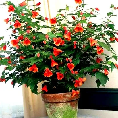 abutilone