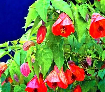 abutilone
