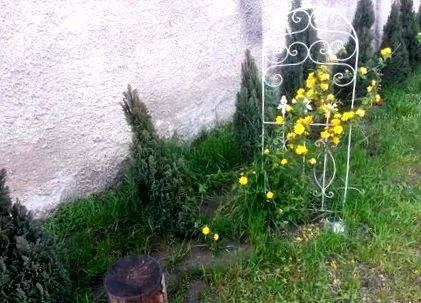 травневих