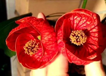abutilone