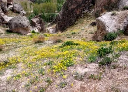балони