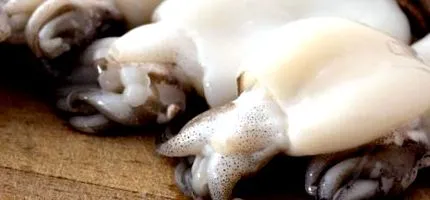 која сипите