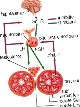 meddőség hormonális