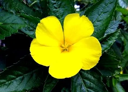 damiana