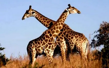 legnagyobb