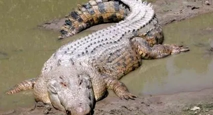 világ legnagyobb