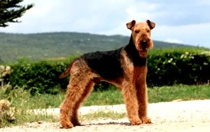 terrier zooplus