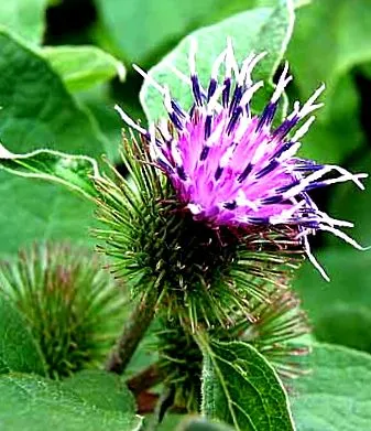 lappa arctium