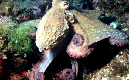 octopus октопод