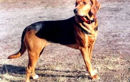 descrierea polonez
