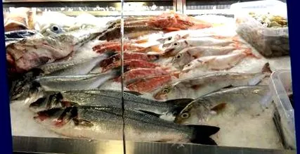 fish