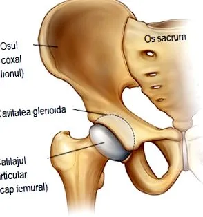 osteoarthritiséhez diéta