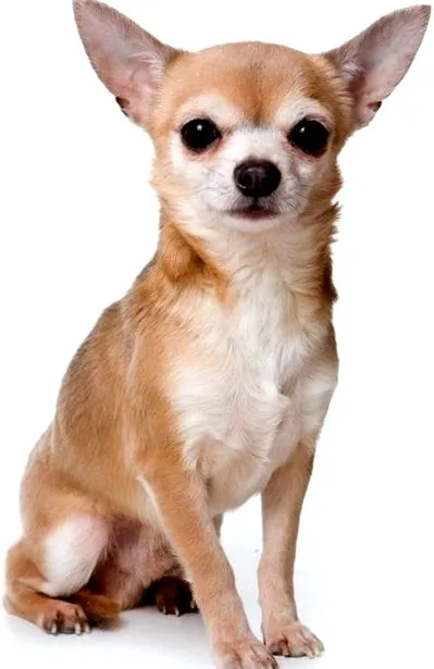 chihuahua