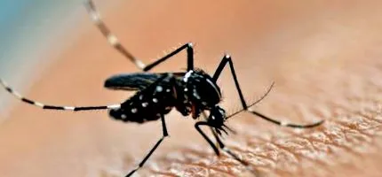 állnak