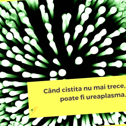 cystitis cystitis