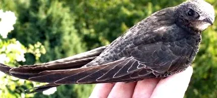commonswift