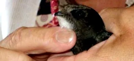 commonswift