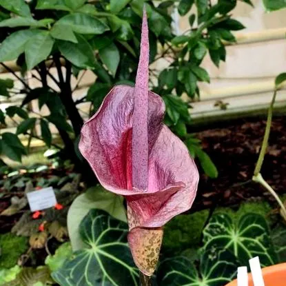 konjac