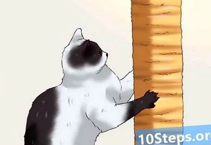 macska macska