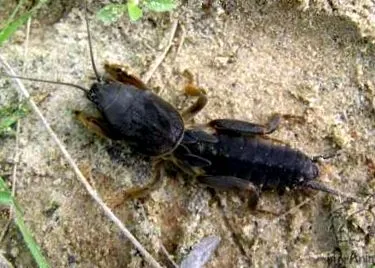 кружен густа