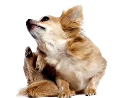 terrierben