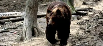 размножување размножување