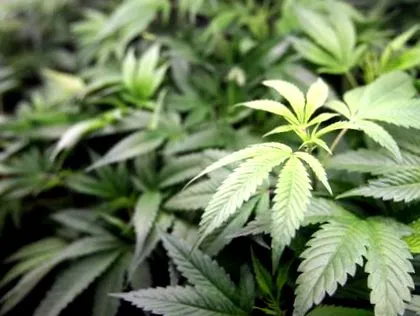 marijuana contrabandă