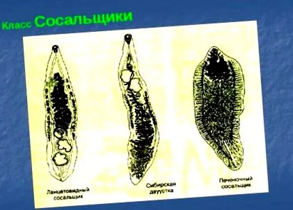 llattan цифровий
