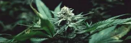 cultivarea ltal