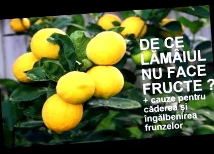 gyógymód