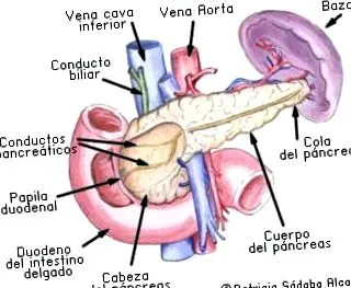 páciensek cukorbeteg