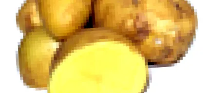 Burgonya étrend