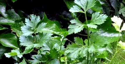 oregano oregano