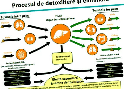 health szervezet