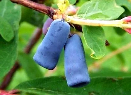 caprifoiului caracteristicile