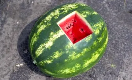 чому чому