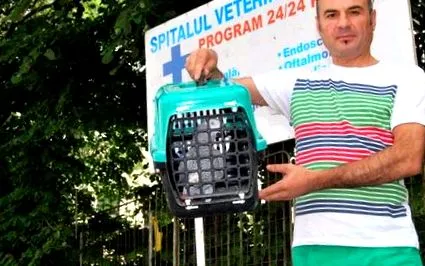 papagájnál mobile-nál