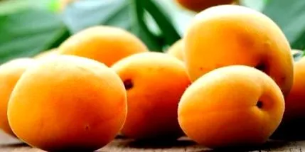 gazdag