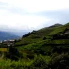 галопирајќи португалија
