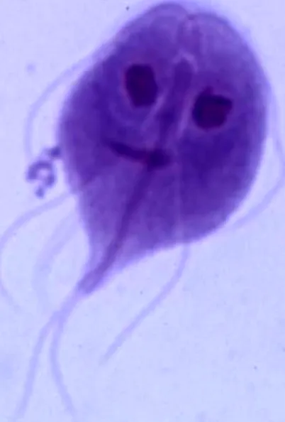 giardia