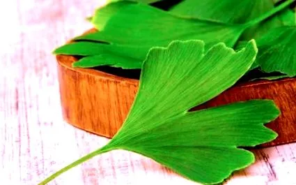 ginkgo
