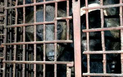Animals Asia