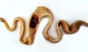 pieaugusajiem