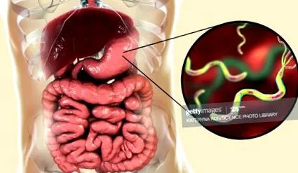 baktérium pylori