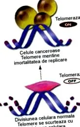 homocisztein