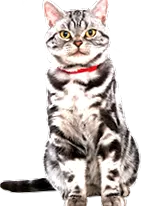 храна